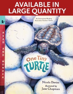 One Tiny Turtle